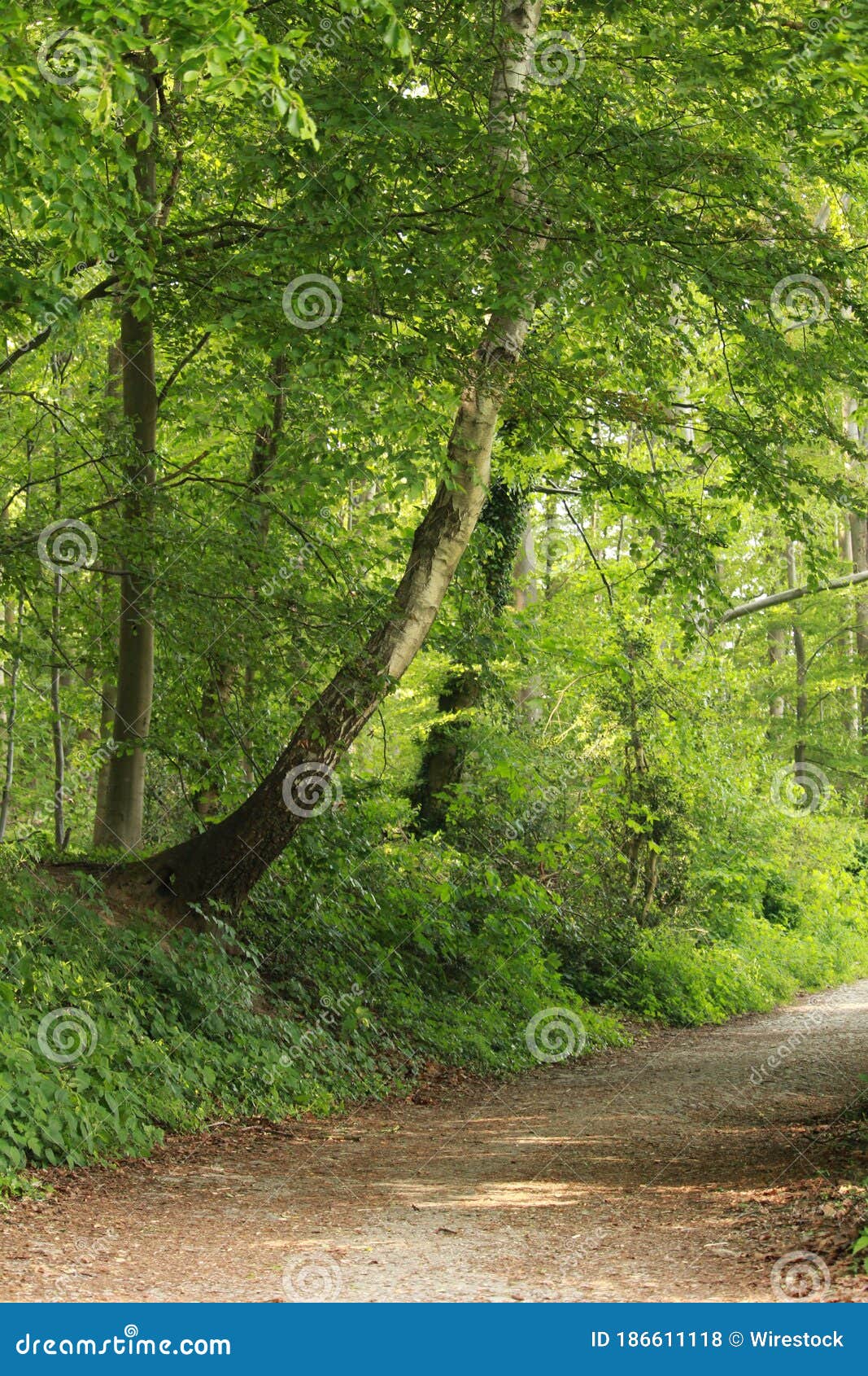 1067x1690  Высокие деревья Лес под звездным голубым небом во время ночного 4K HD Природы Обои | HD обои | ID #104584