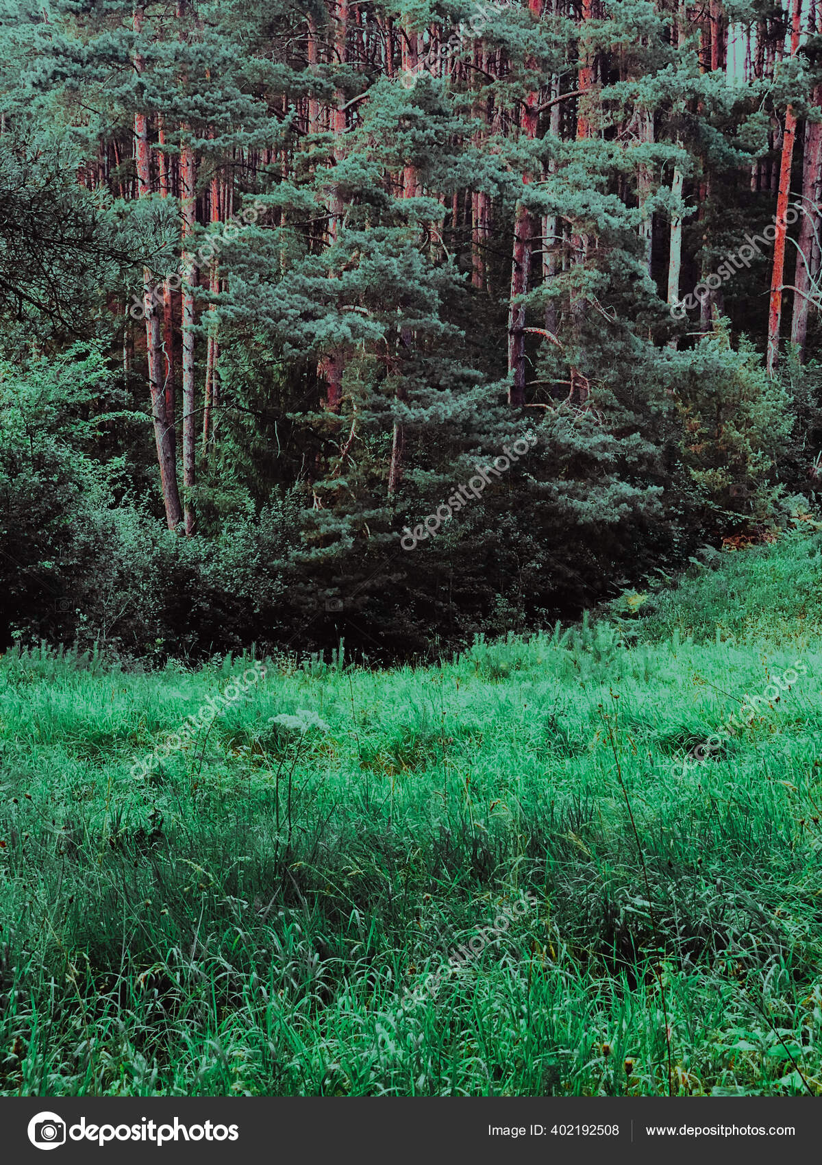 1200x1700  Плотные короны высоких деревьев на небе. Аннотация натуральный вегетативный фон. Шаблон для редактирования и дизайна. Сток -фото, картинки и роялти. Изображение 152155476.