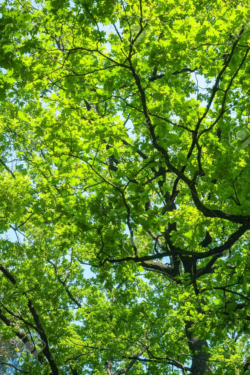 866x1300  Обои идентификатор: 229737 / человек, стоящий среди высоких сосен в лесу в лесах в ангелах, высокие сосны девушки 4K обои бесплатно скачать бесплатно