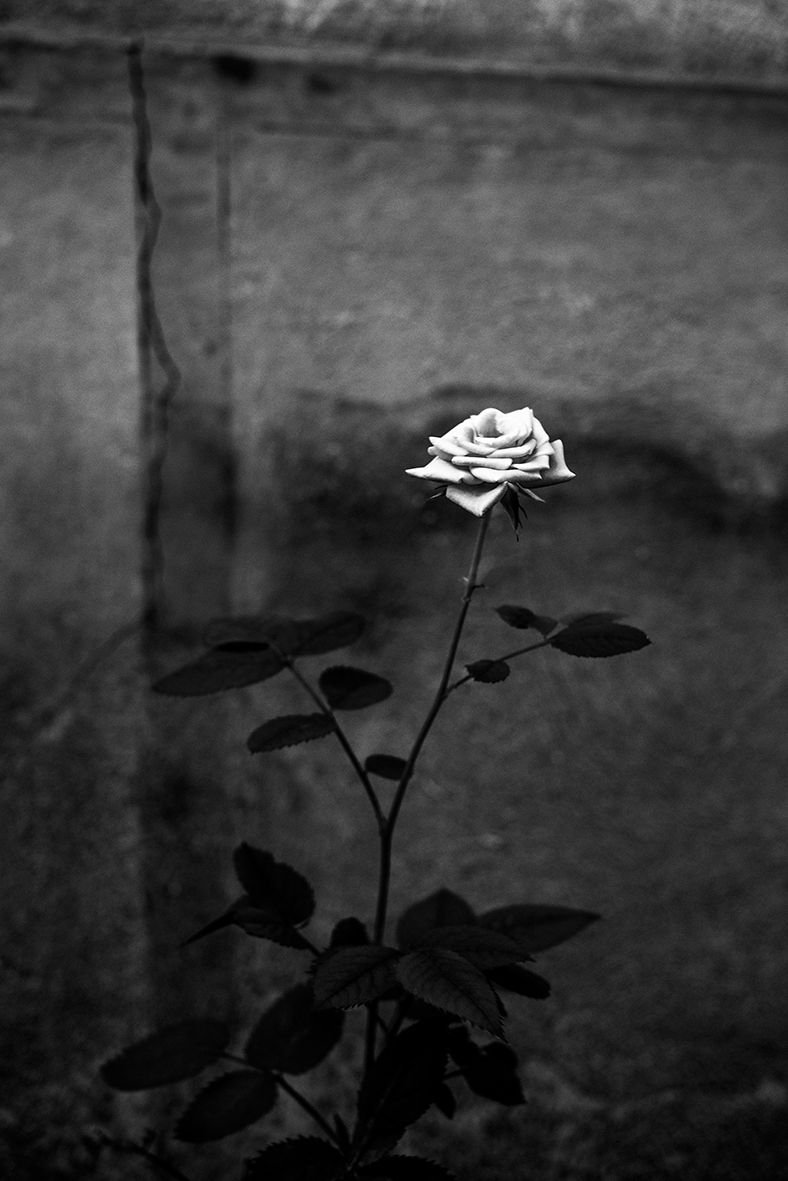 788x1181  Grupnый цveTOC - 86 Фото