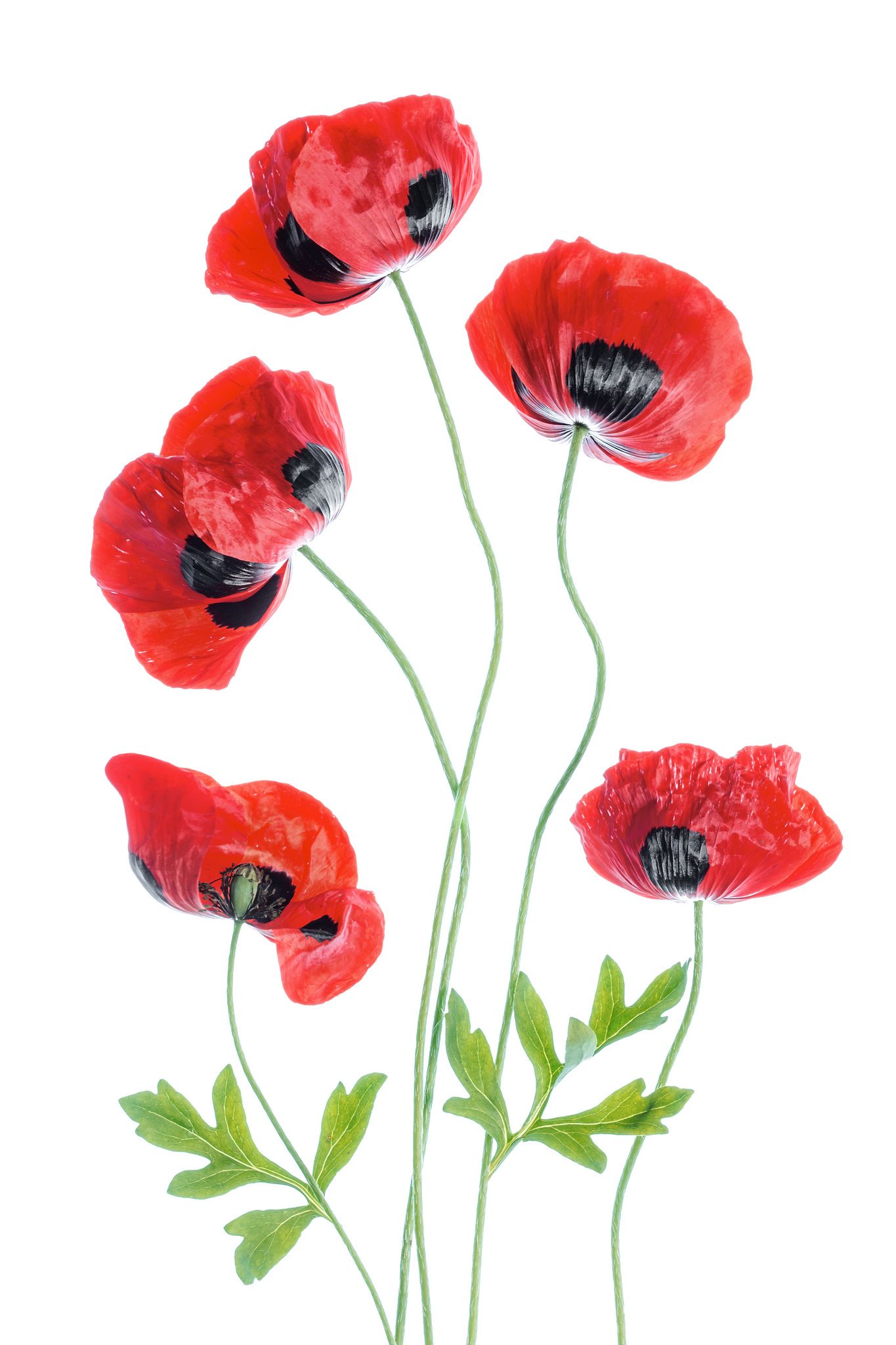 1365x2048  Скачать обои Красные маки в поле | Обои.com