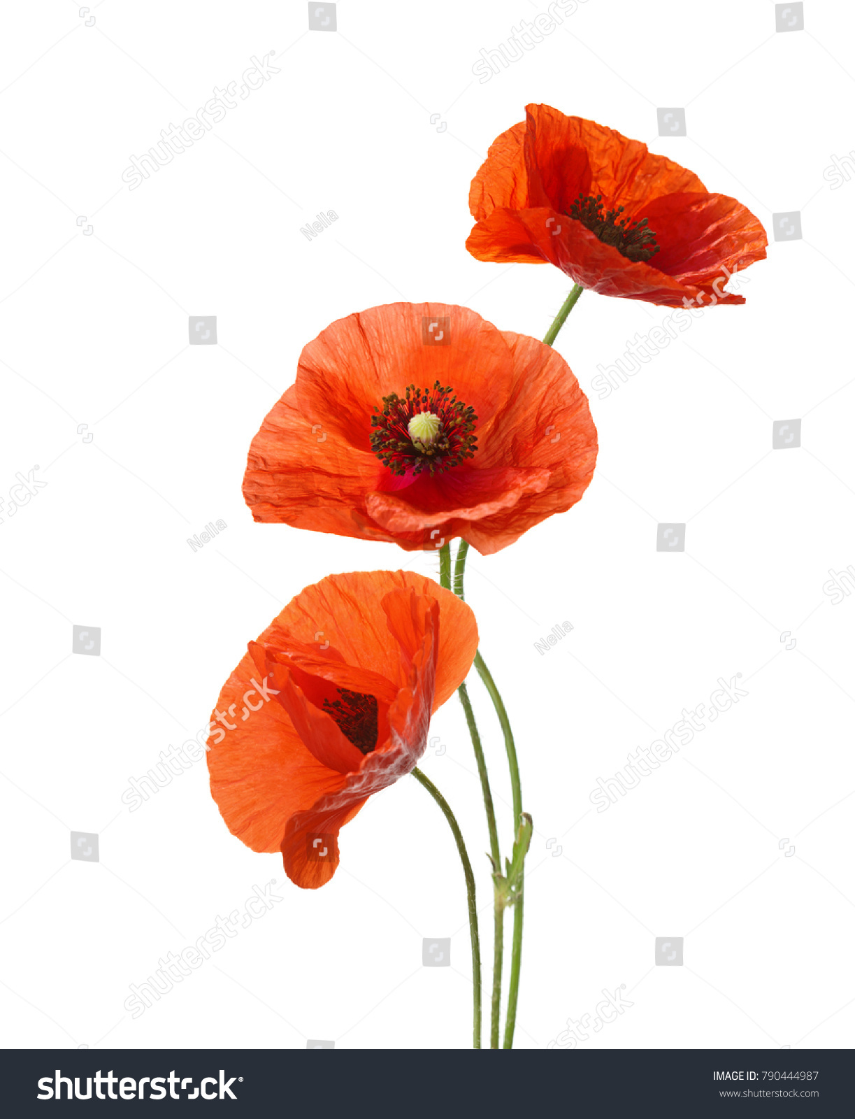 1223x1600  Премиум векторы | Красные маки в вазе на темном фоне.