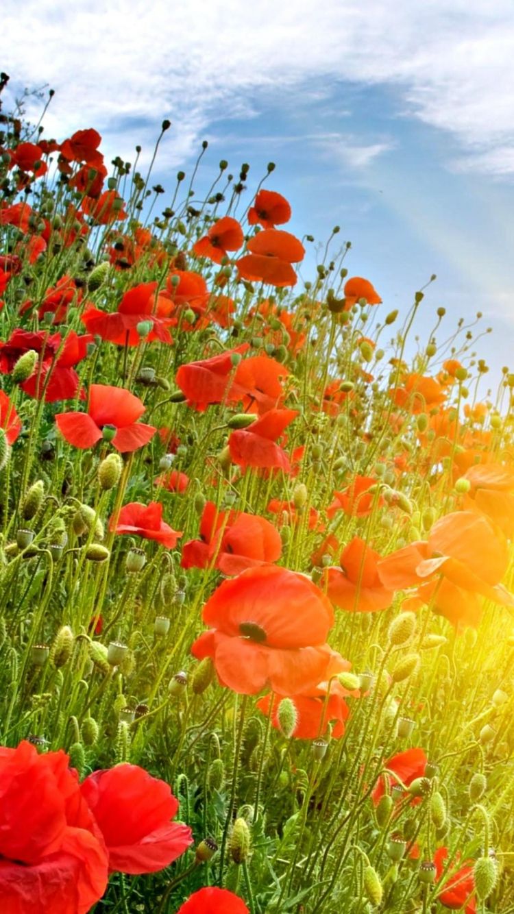 750x1334  Фото со стока: Маки и черный фон. Изображение праздника, синий: 123131424.