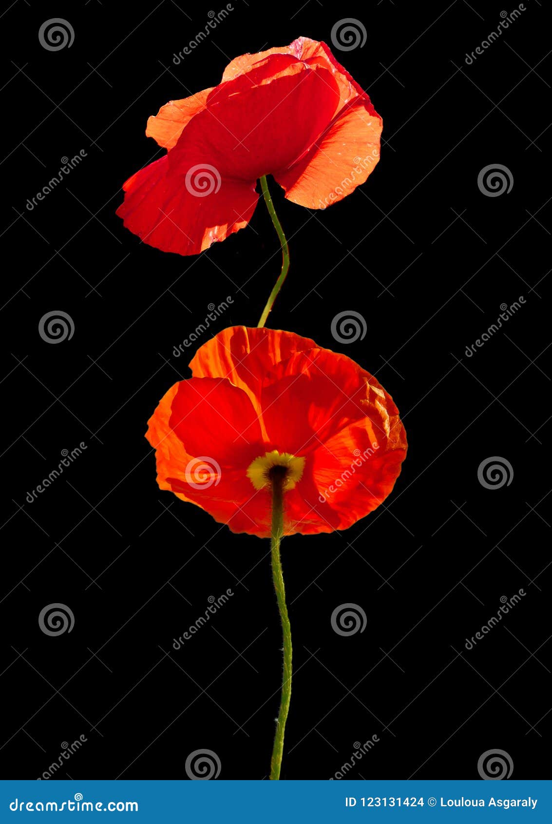 1133x1690  Маки | Черный - Обои — МЕДНЫЕ УГОЛКИ