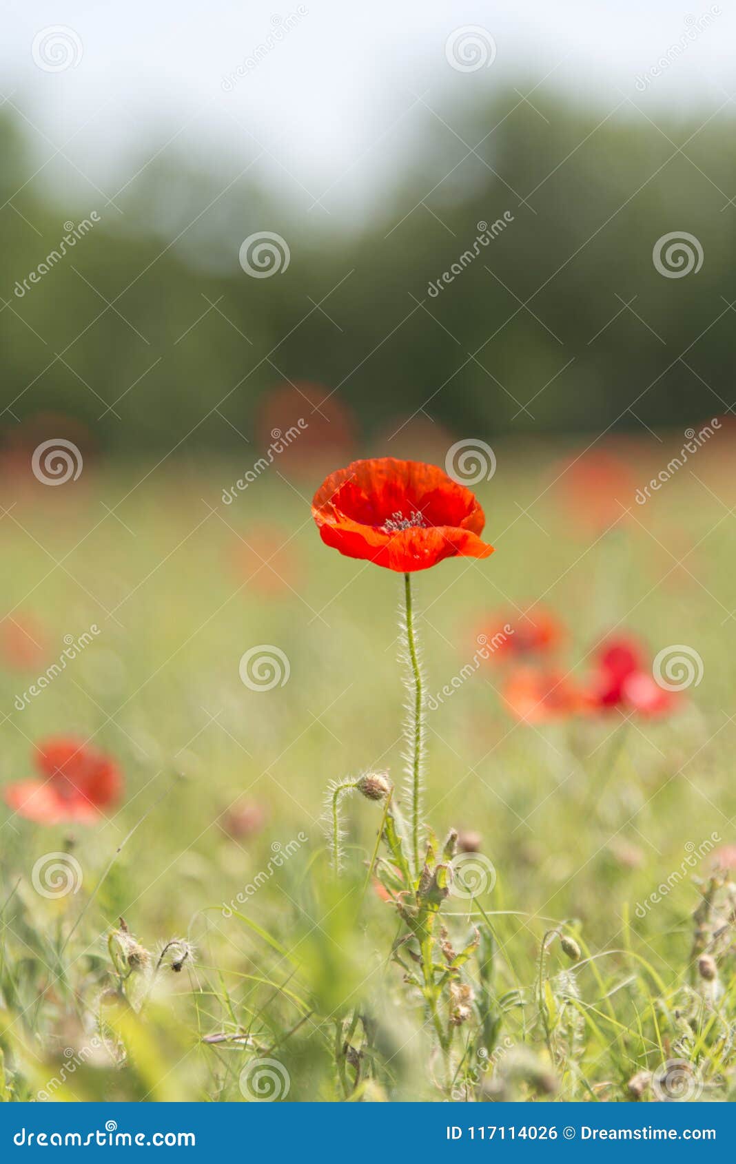 1068x1690  Поле диких маков на фоне голубого неба и облаков Фото со стока - Alamy