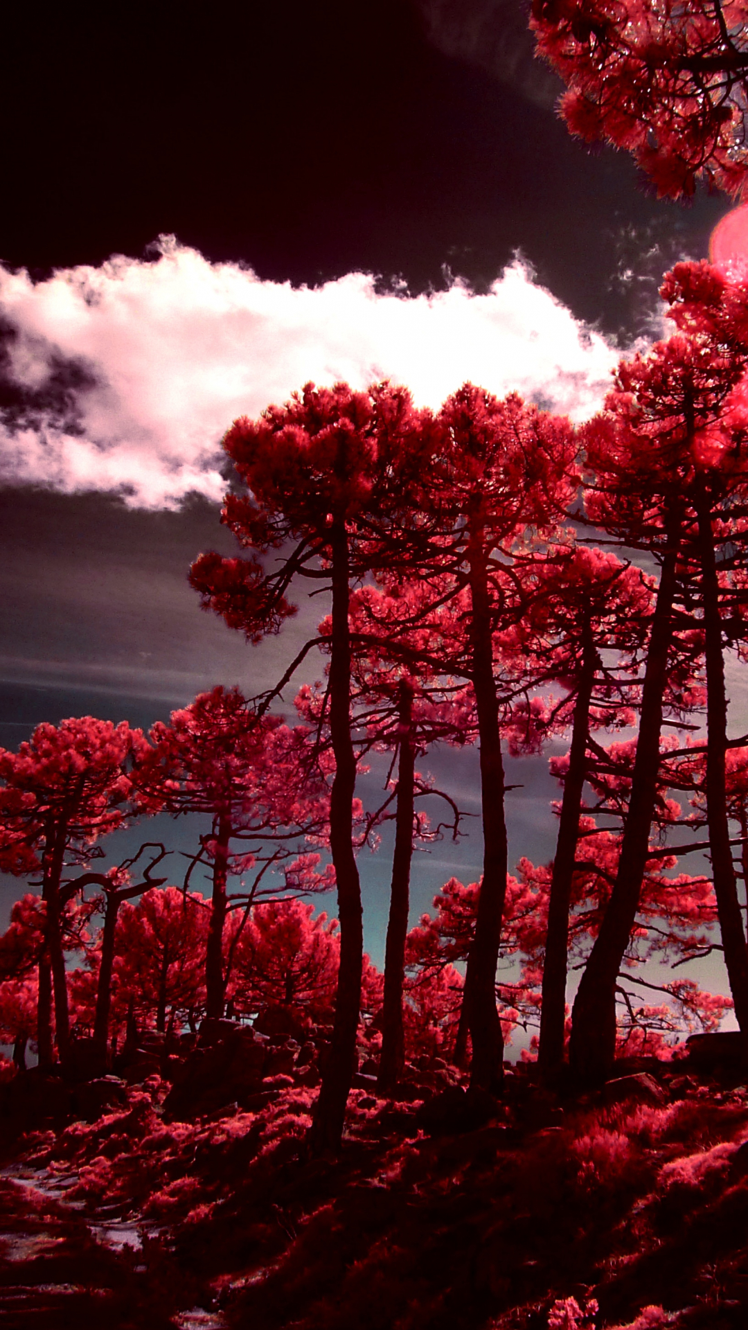 1080x1920  HD обои · Pexels