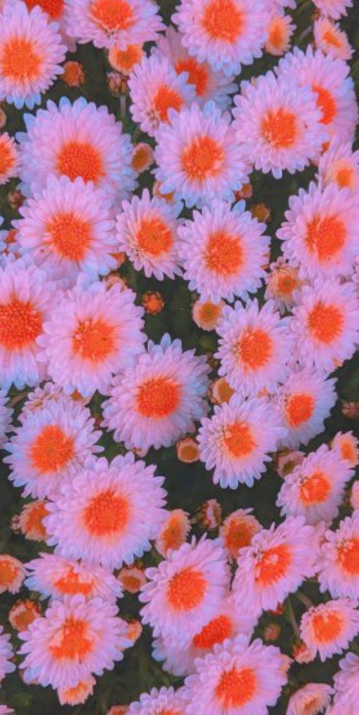 736x1463  Эстетичные обои🧸 | Plants, Garden