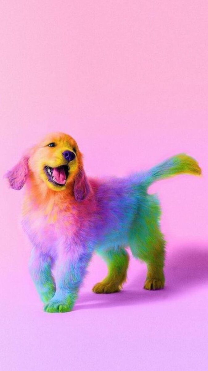 675x1200  Милые животные на аватарку и обои))) | Позитивный Пёсик | Дзен