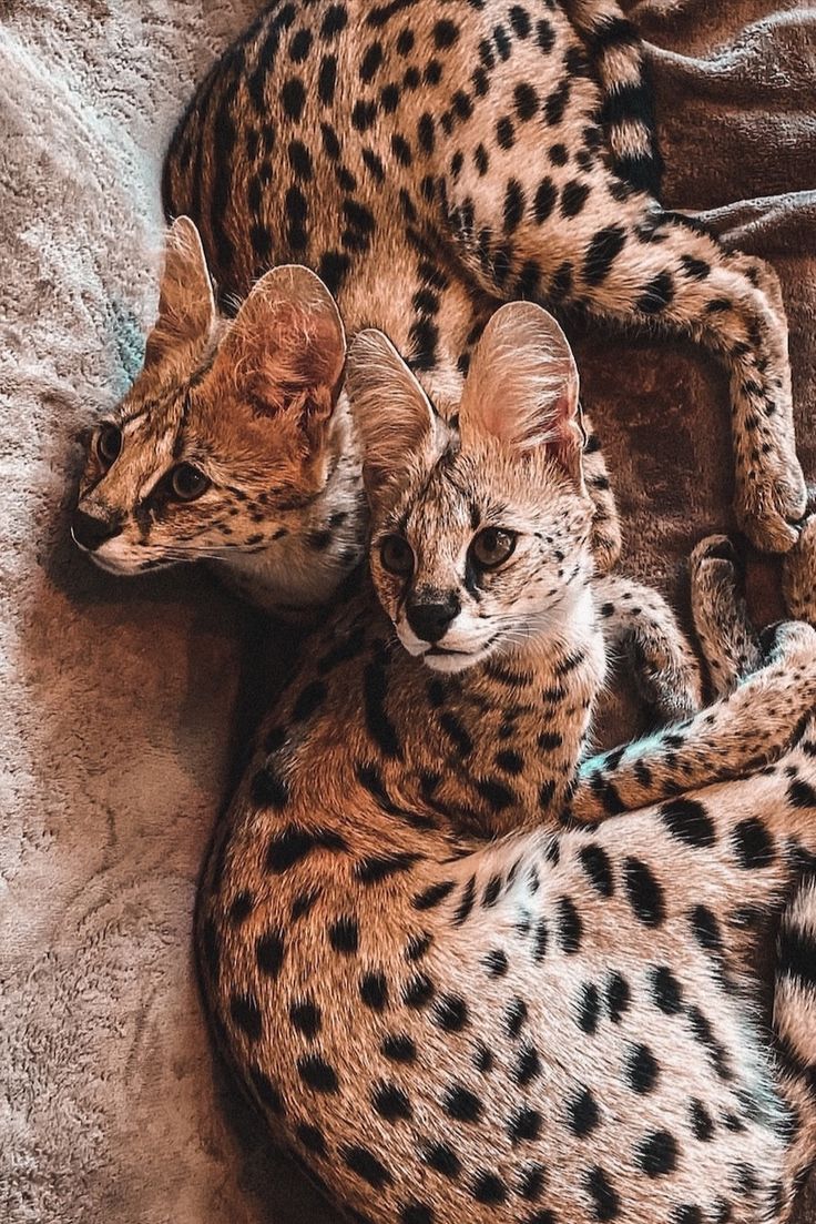 736x1103  Обои для iPhone | Фотографии животных, Рисунки животных, Котята