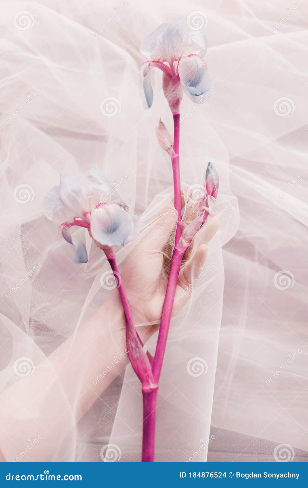 1067x1690  Современный цветочный эстетический розовый модный тон. Синий цветок и рука  Iris под паранджой на темном фоне. Рука за Тюль мягко. Стоковое Фото -  изображение насчитывающей свеже, шикарно: 184876524