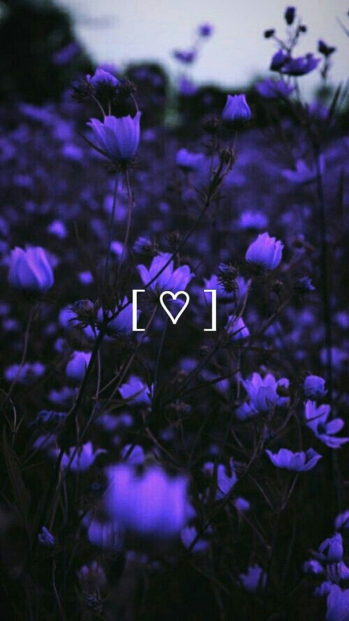 720x1280  Фиолетовые цветы; обои | Pretty wallpapers backgrounds, Hd nature  wallpapers, Cute fall wallpaper