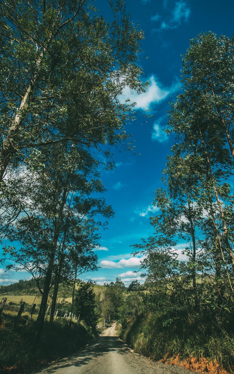 800x1280  Скачать 800x1280 лето, дорога, деревья, небо, солнечно обои, картинки  samsung galaxy note gt-n7000, meizu mx2