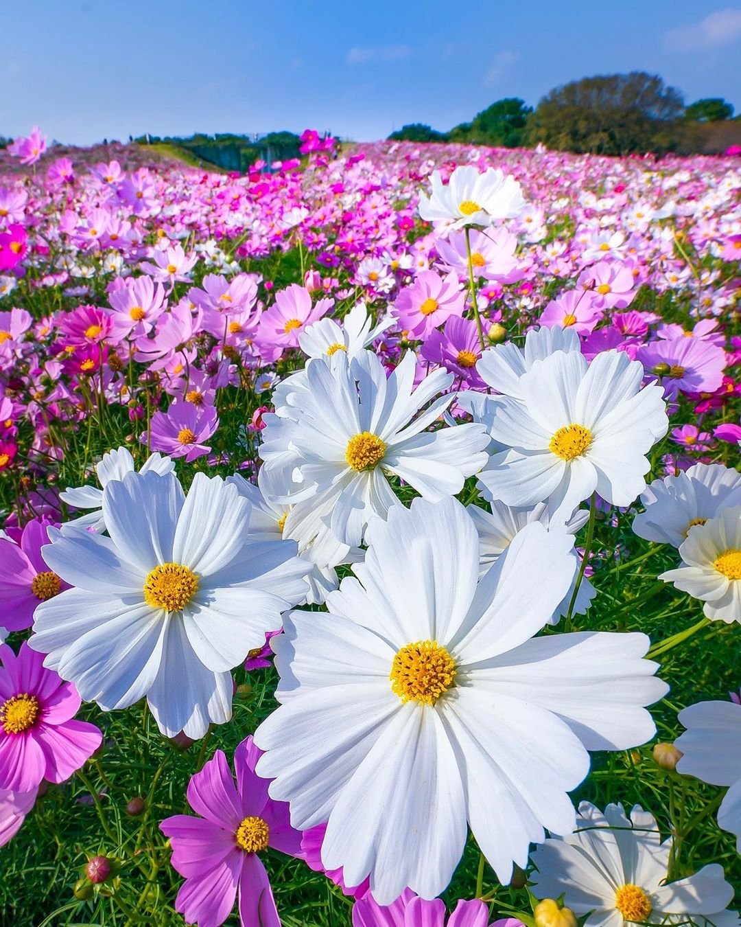 1080x1350  Картинки лето цветы - 75 фото