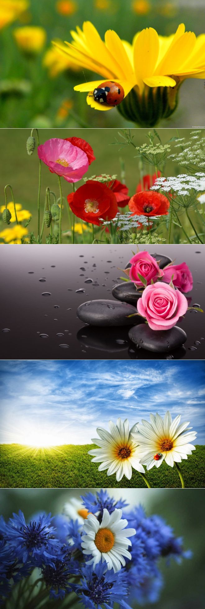 660x1961  ЛЕТО | Обои, Лето, Фотообои