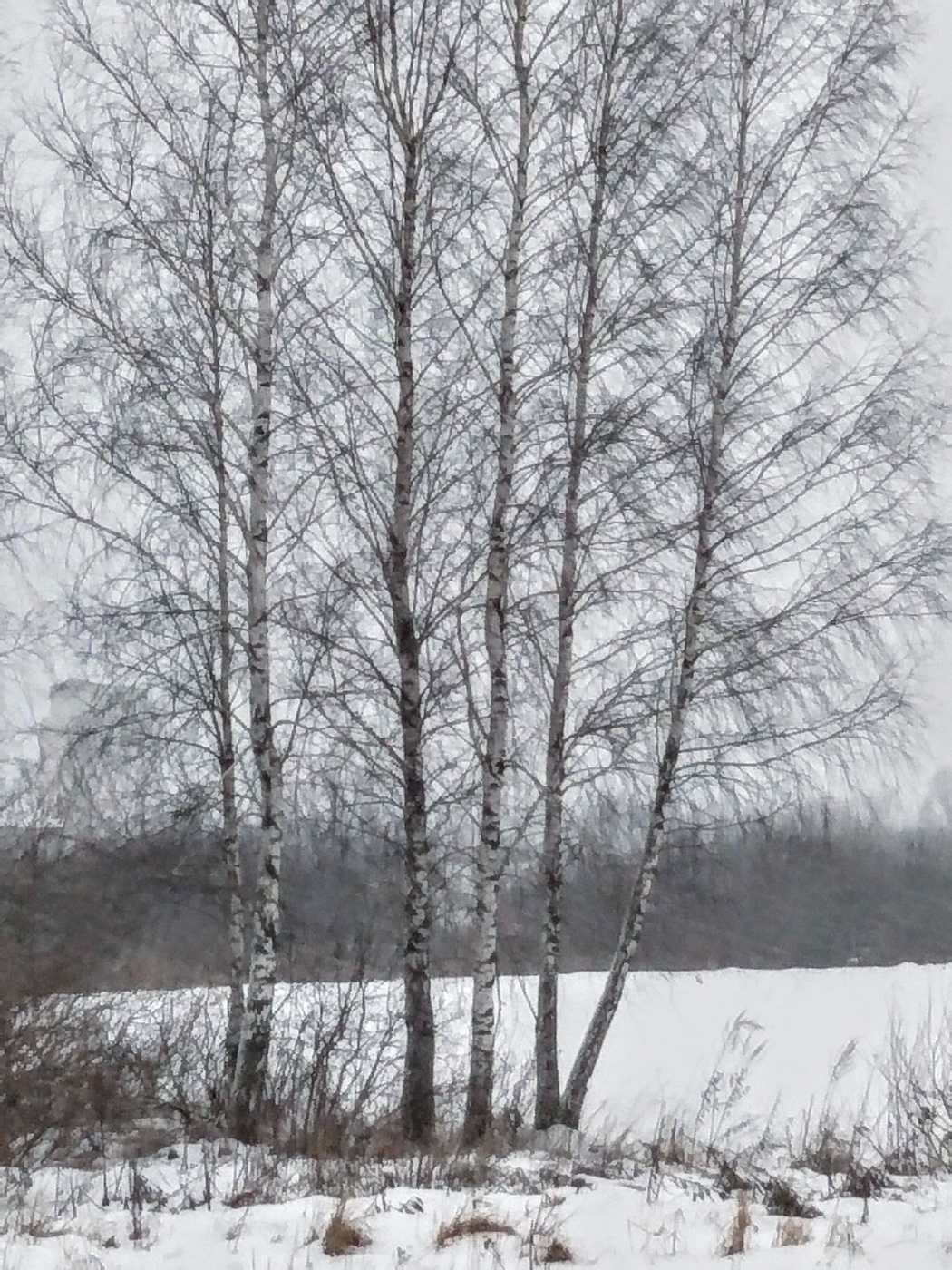 1050x1400  березы зимние / зима