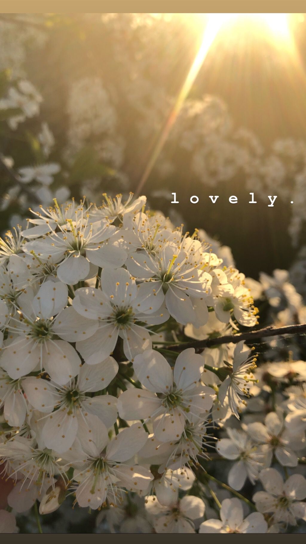 1024x1820  весна#цветет#обои#lovely | Цветочные фоны, Весенние фотографии, Весна