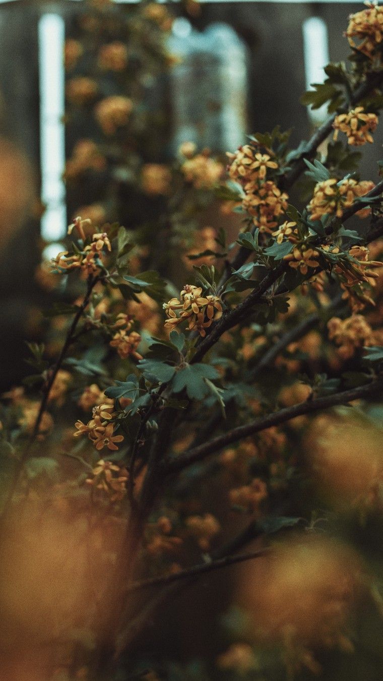 760x1350  Spring wallpaper. Весенние обои на телефон | Пейзажи, Фоновые рисунки,  Зеленые обои