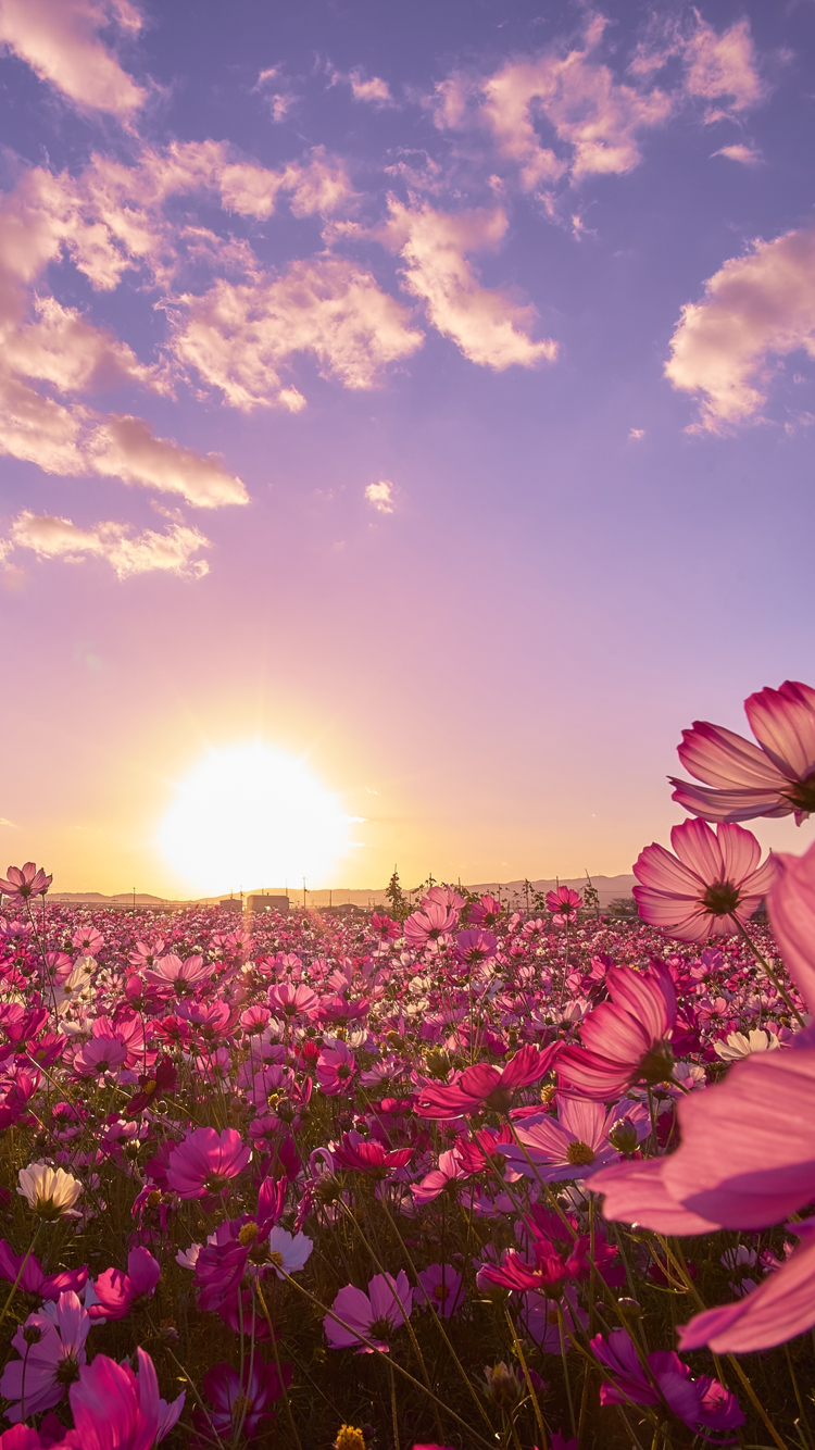 750x1334  Весенние обои для iPhone, iPad