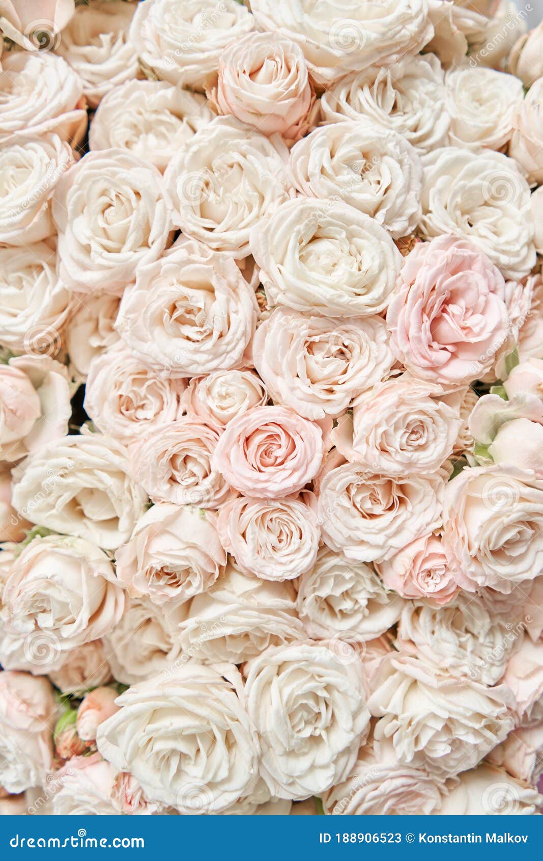 1067x1690  Флористические ковер или обои. Фон сочетание цветов. Красивые цветы для  каталога или интернет-магазина. Цветочный магазин Стоковое Изображение -  изображение насчитывающей ковер, пук: 188906523