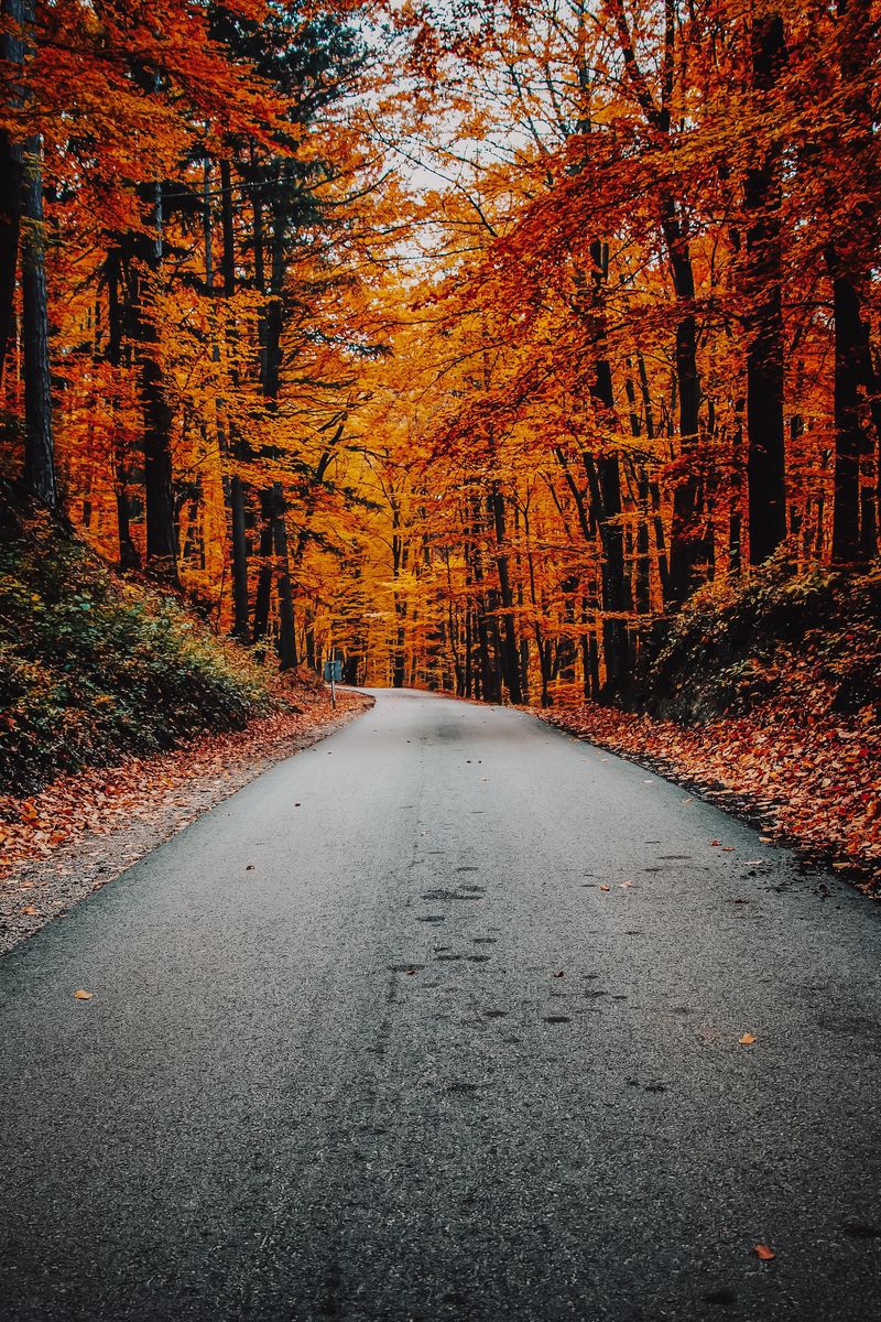800x1200  Скачать 800x1200 осень, дорога, листва, поворот, асфальт обои, картинки  iphone 4s/4 for parallax