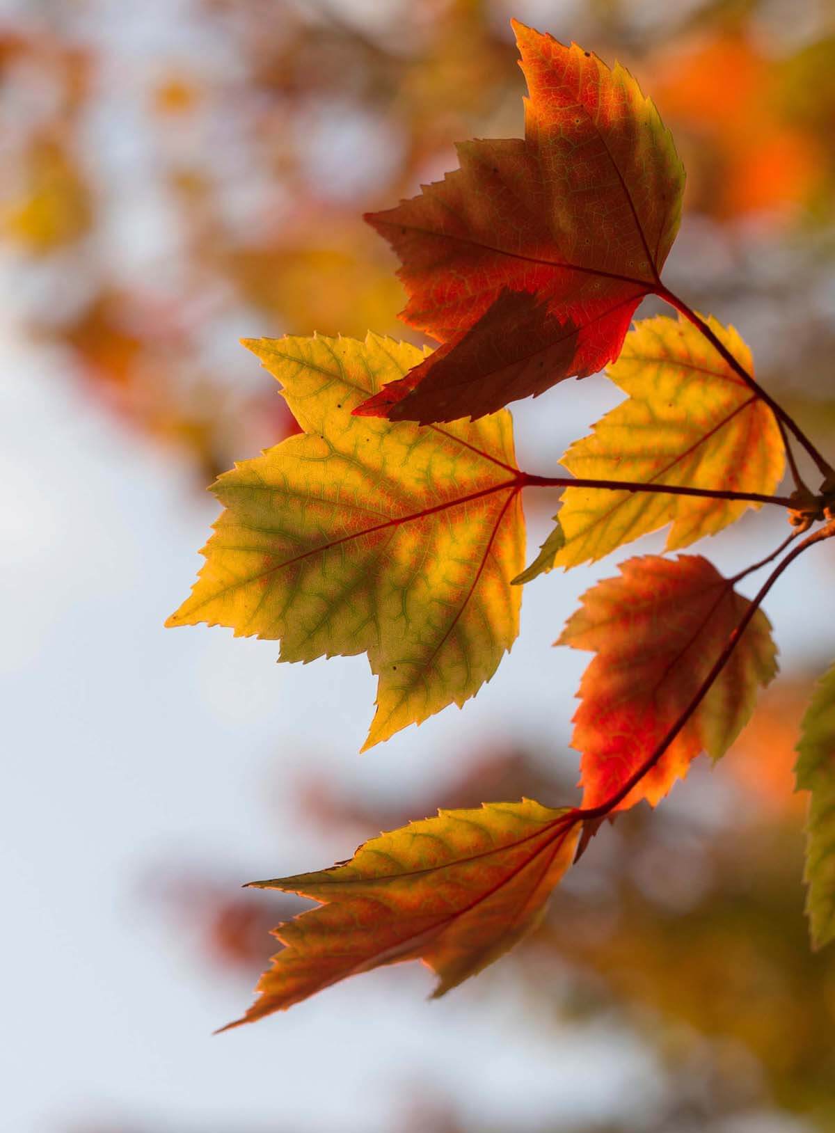 1200x1628  Подборка красивых обоев на iPhone | Mac скачать бесплатно