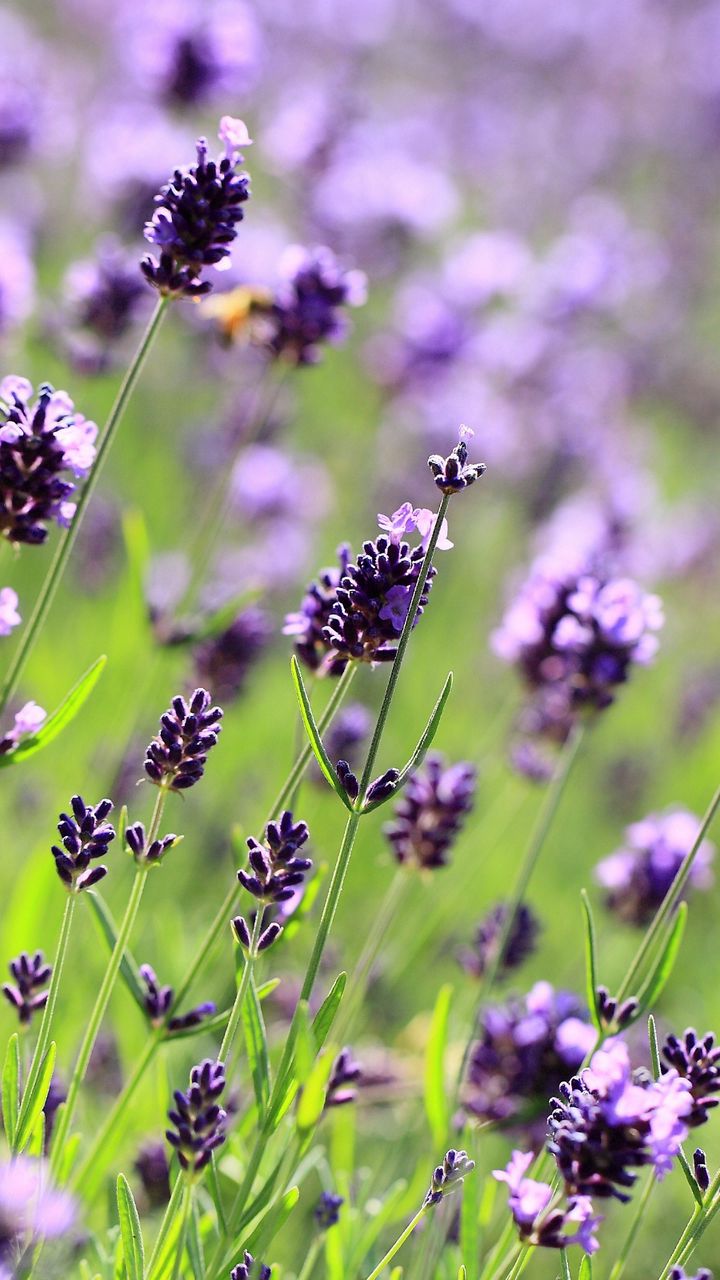720x1280  Скачать 720x1280 сиреневые, цветы, фиолетовые, лаванда обои, картинки  samsung galaxy mini s3, s5, neo, alpha, sony xperia compact z1, z2, z3,  asus zenfone