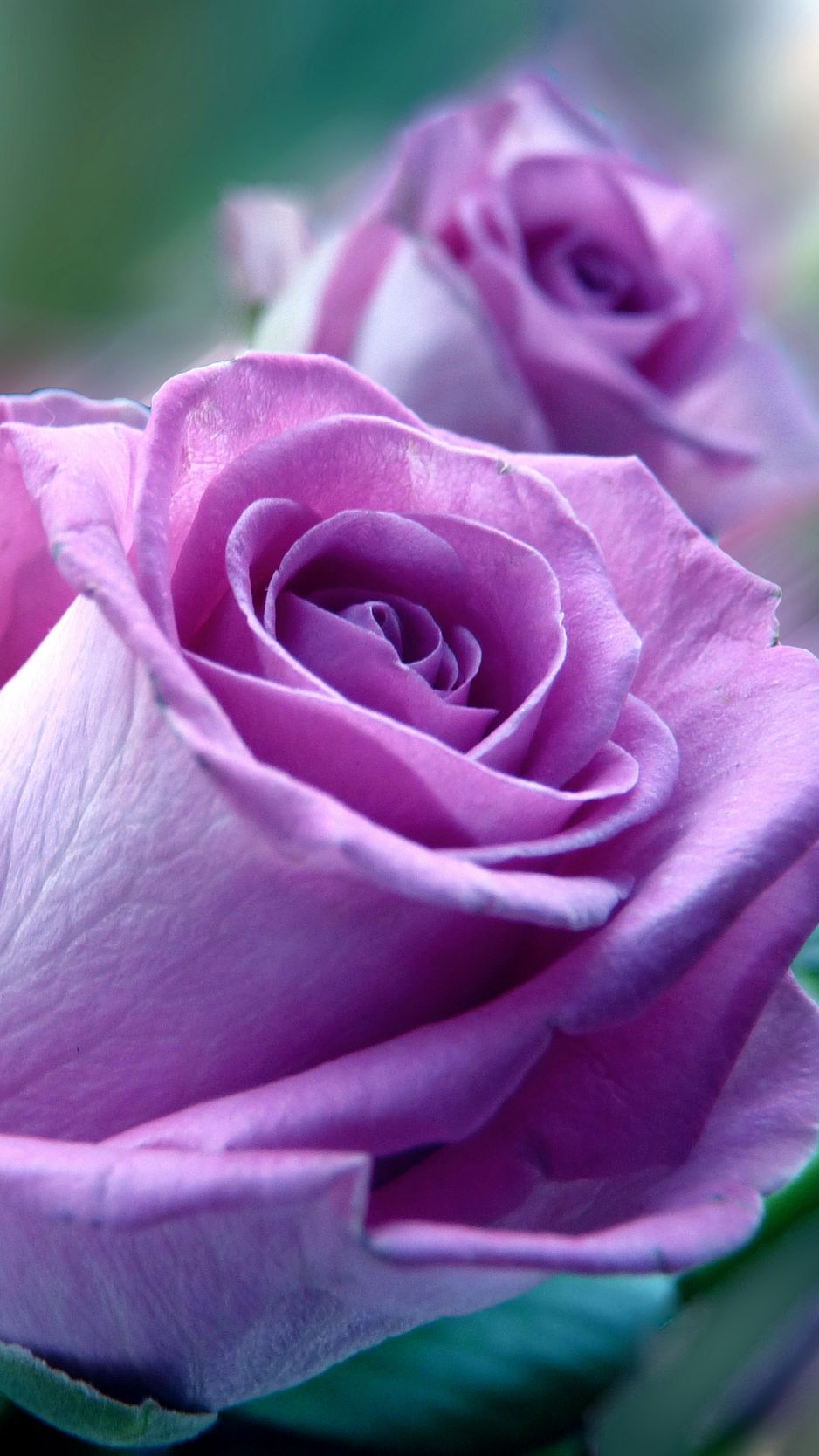 938x1668  Скачать 938x1668 розы, цветы, сиреневые, букет, крупный план обои, картинки  iphone 8/7/6s/6 for parallax