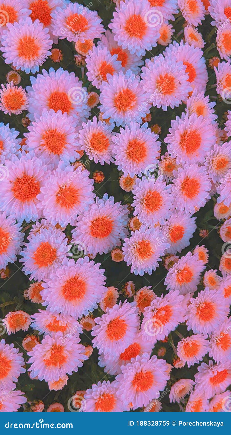 900x1690  Телефон обоев идеи моды. Фон цветения стоцвета Стоковое Изображение -  изображение насчитывающей зеленый, кровопролитное: 188328759