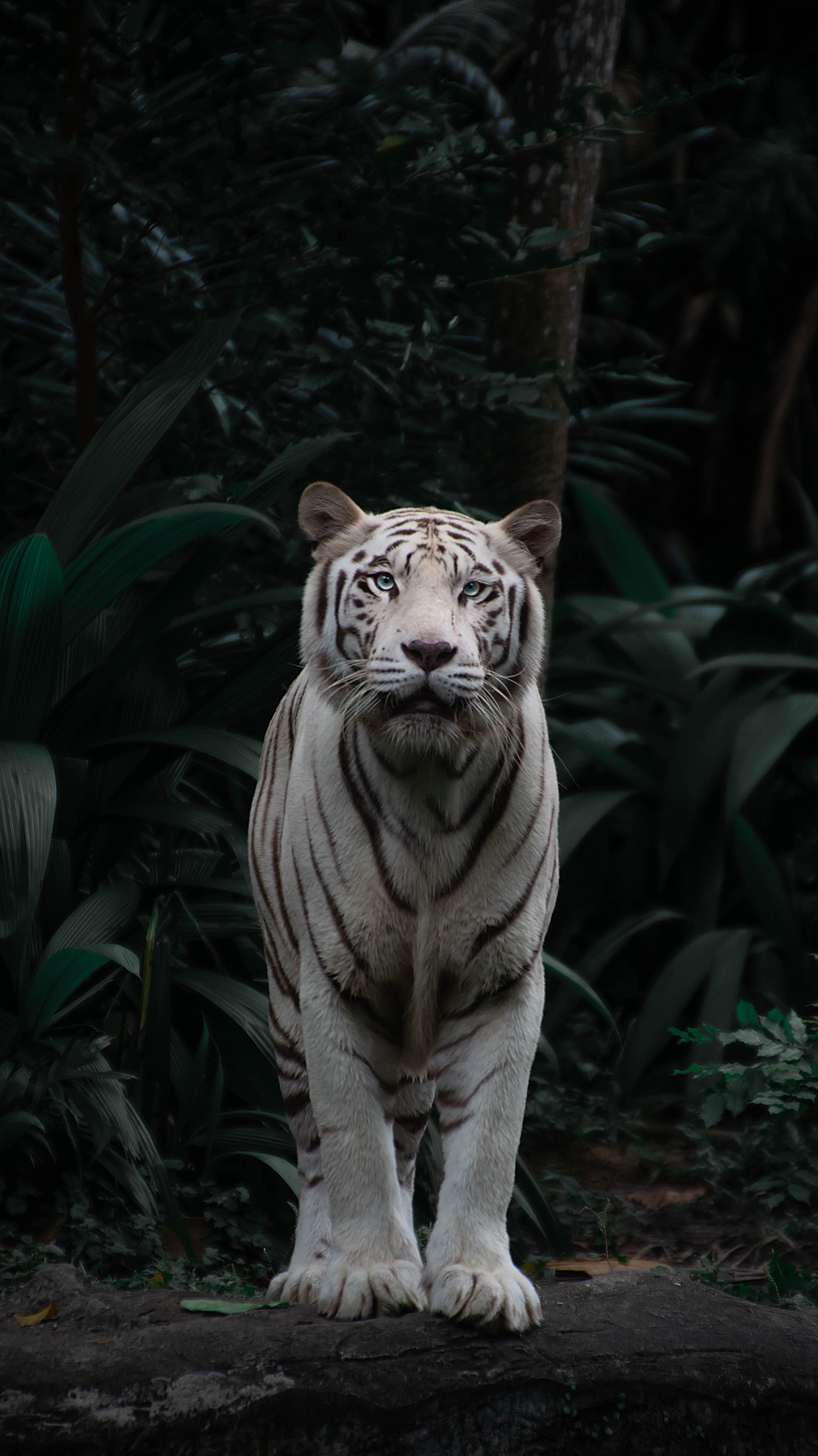 3375x6000  This breathtaking white tiger in Singapore zoo : r/interestingasfuck