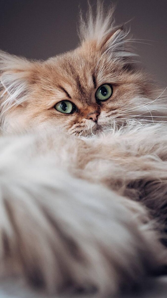 675x1200  Котики | 🌸Обои, картинки на телефон💮 | Дзен