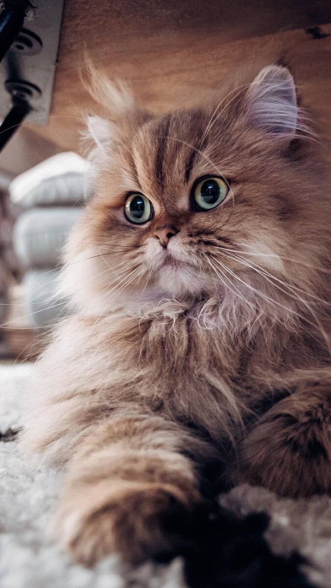 675x1200  Котики | 🌸Обои, картинки на телефон💮 | Дзен