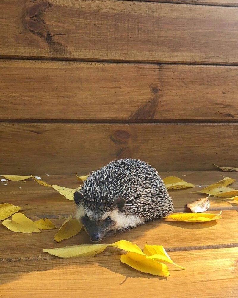 800x1000  Обои для телефона осень ежик - фото и картинки abrakadabra.fun