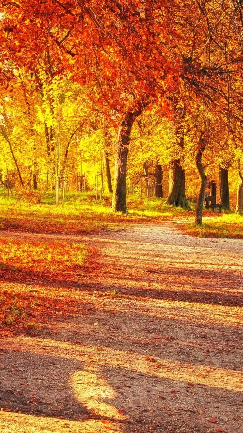 800x1422  Картинки осень на заставку телефона (100 фото) • Прикольные картинки и  позитив