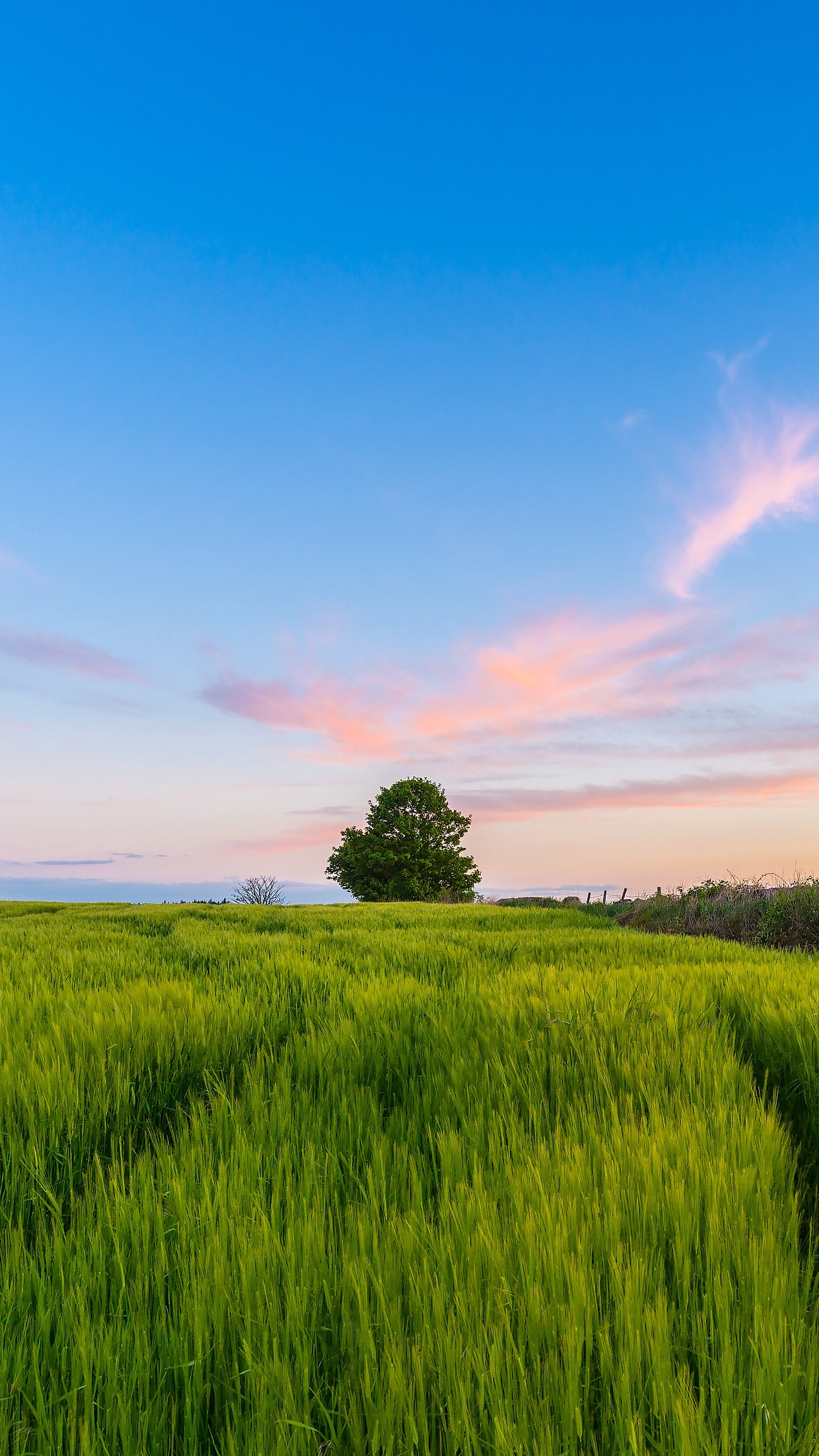 1440x2560  Обои на телефон трава, поле, дерево, небо, лето - скачать бесплатно в  высоком качестве из категории \"Природа\"
