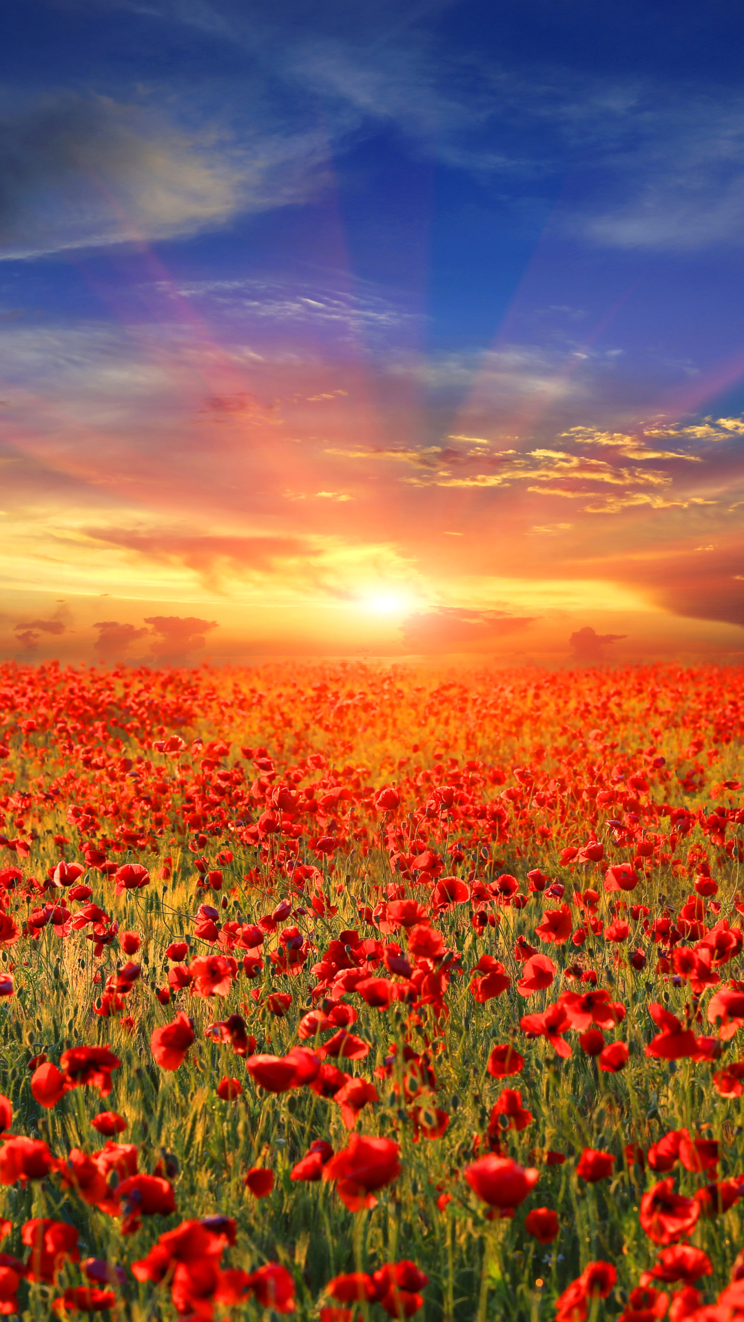 1080x1920  Обои на телефон: Природа, Лето, Горизонт, Цветок, Поле, Мак, Солнечный Луч,  Красный Цветок, Земля/природа, Флауэрсы, Солнечный Боб, 1135387 скачать  картинку бесплатно.