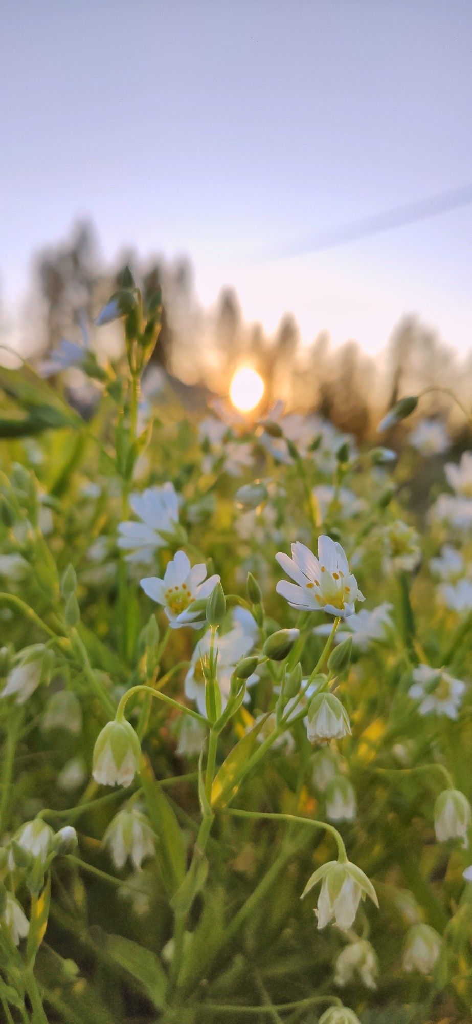 923x2000  На закате | Летние обои, Природа, Летние фотографии природы