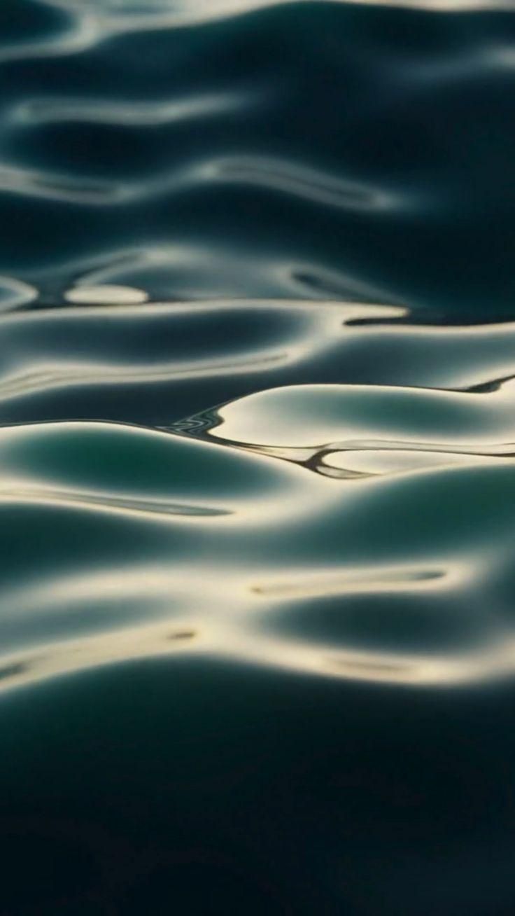 736x1308  Обои на телефон котята - 68 фото