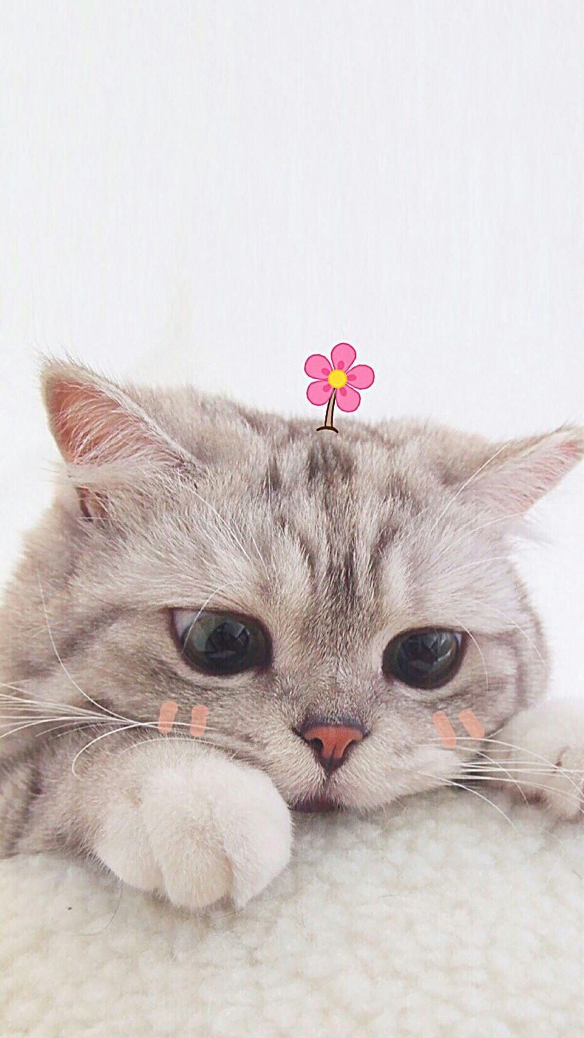 1200x2133  ОБОИ НА ТЕЛЕФОН КОТ CAT | Kitten wallpaper, Cute cat wallpaper, Cat phone  wallpaper