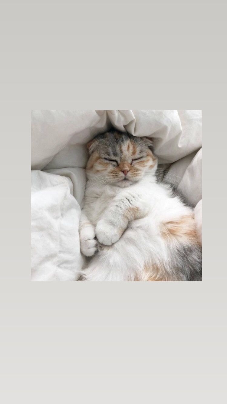 750x1334  Коты пожарные | Пикабу