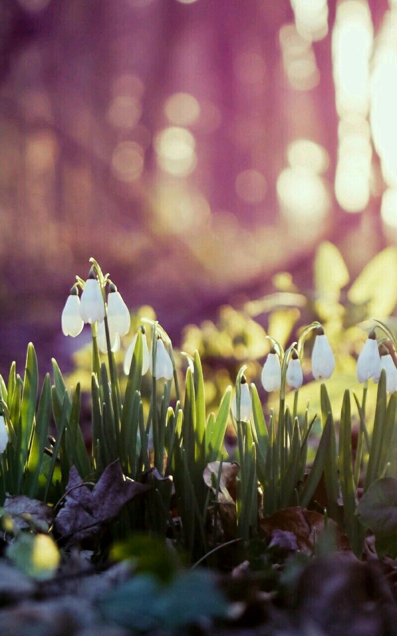 800x1280  В ожидании весны... | Весна, Цветы, Весна цветение