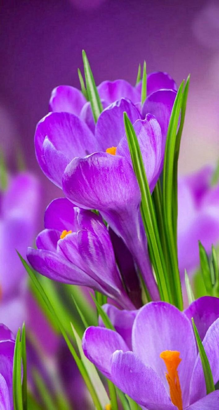 707x1322  Весенние картинки на телефон вертикальные - 67 фото