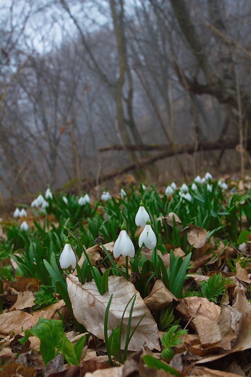 866x1300  Ранняя Весна - 61 фото