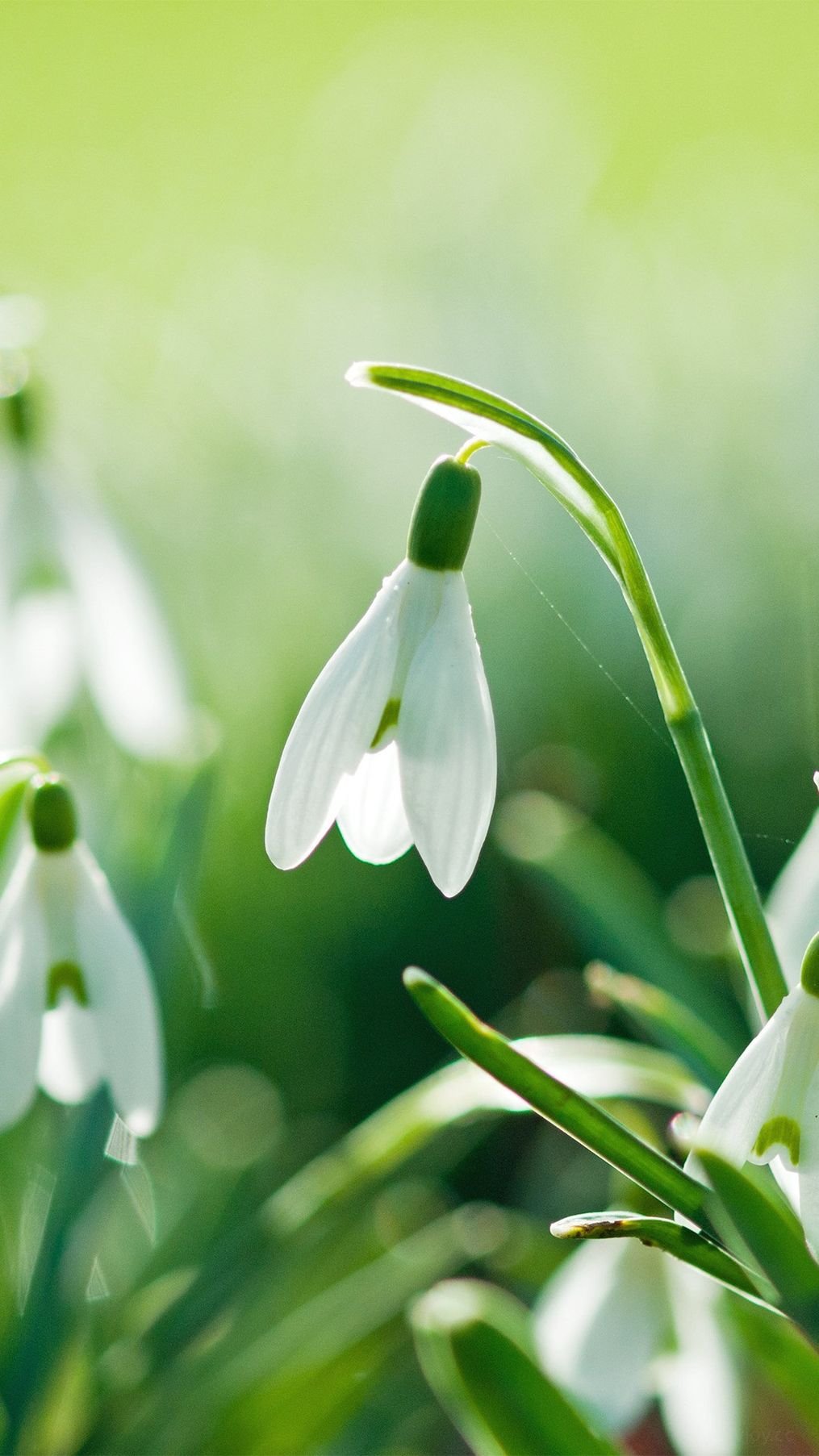 1015x1805  Обои весна на телефон - фото и картинки: 69 штук