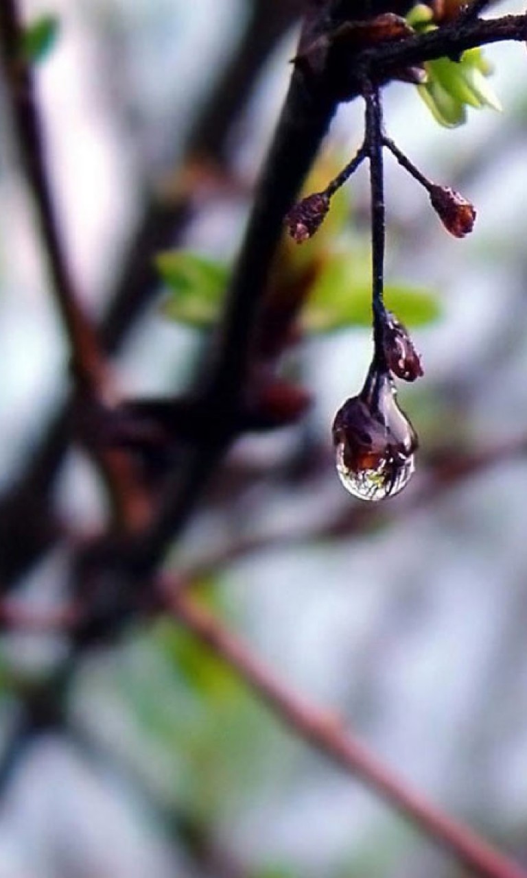 768x1280  Ранняя Весна Обои - картинки на рабочий стол, картинка 768x1280 (Android)