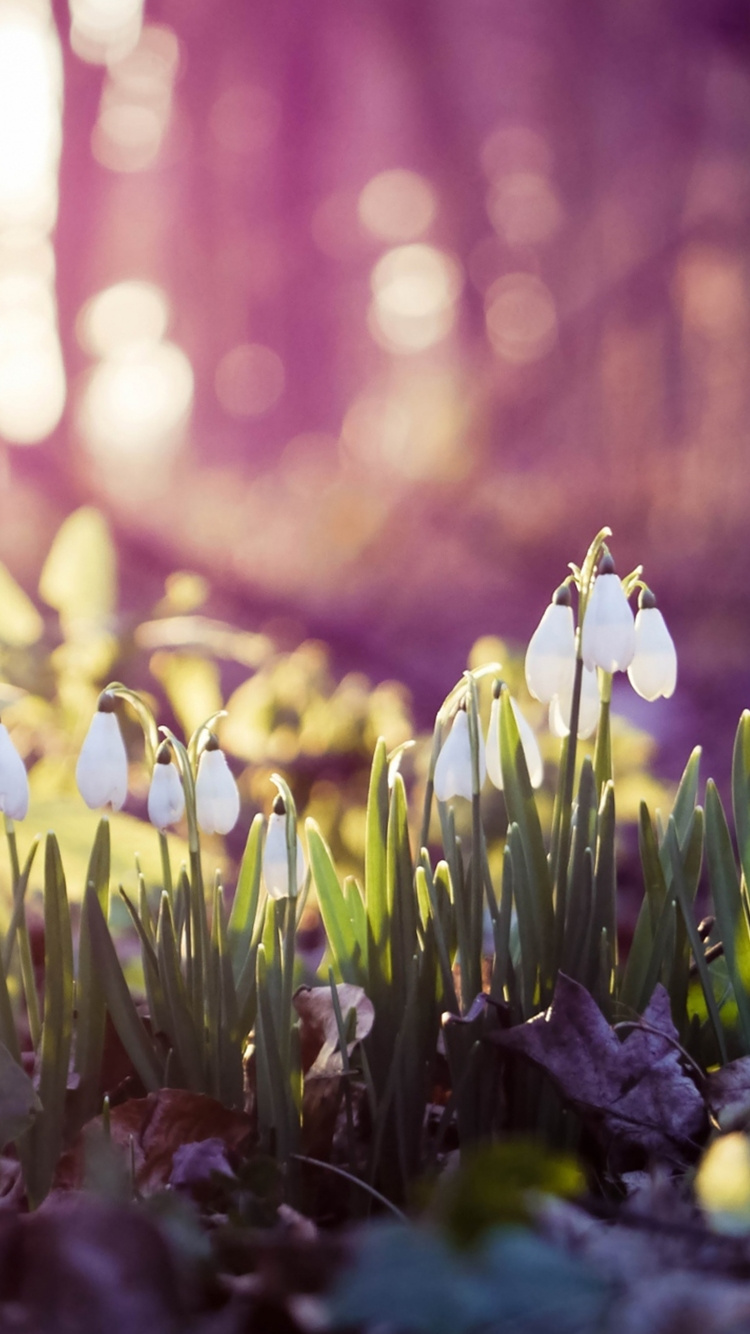 750x1334  Заставки на телефон весна (46 фото)