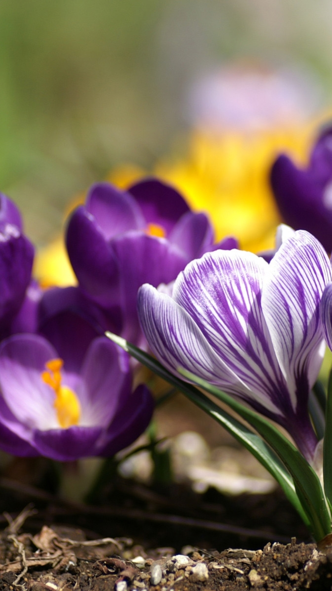 1080x1920  Обои весна, ранняя, весны, раздел Цветы, размер 1600x1200 - скачать  бесплатно картинку на рабочий стол и телефон