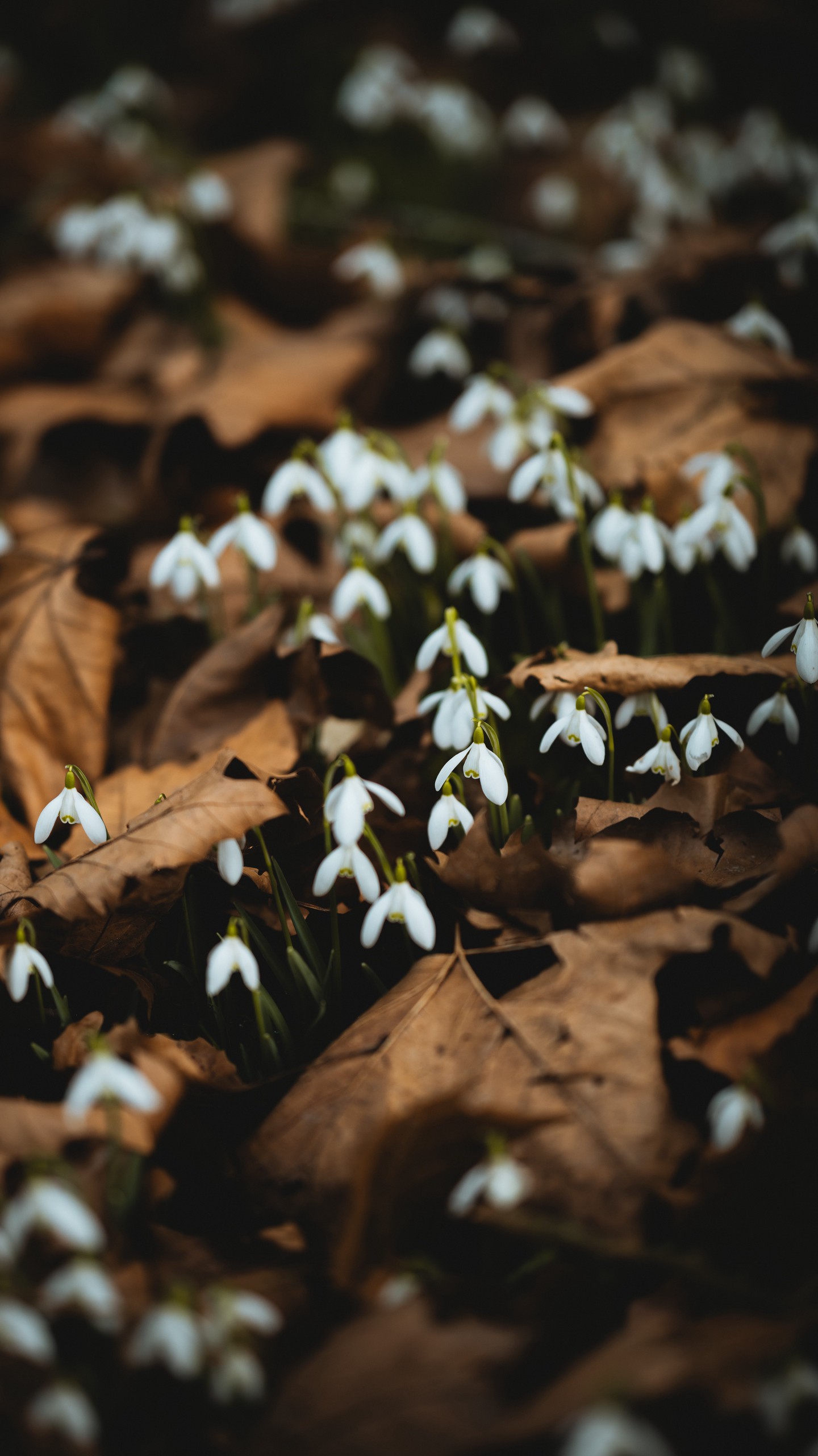 1440x2560  Обои на телефон подснежники, белый, цветы, листья, весна - скачать  бесплатно в высоком качестве из категории \"Цветы\"