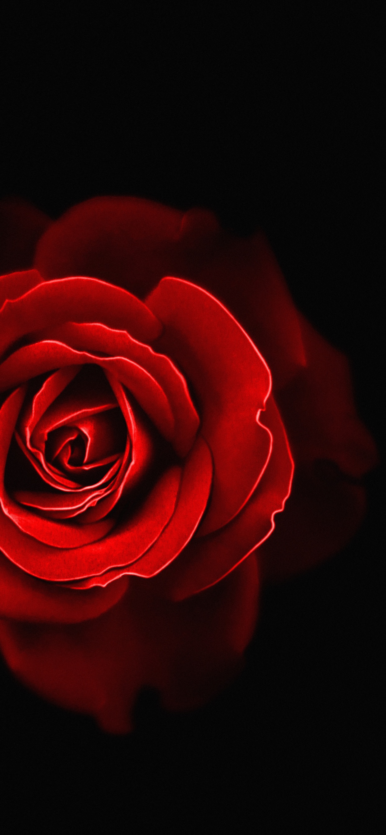 1242x2688  Роза обои на iPhone XS Max, лучшие 1242x2688 картинки | Akspic