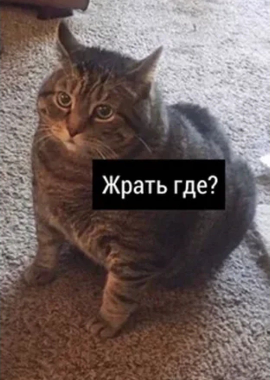 1080x1522  Мемы с котами | Мемы, Котята, Кот