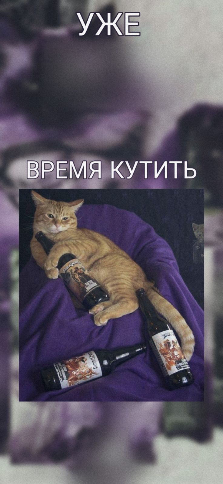 736x1594  Обои, котики, эстетика, кутёж в 2023 г | Веселые мемы, Обои, Смешные  фотографии кошек